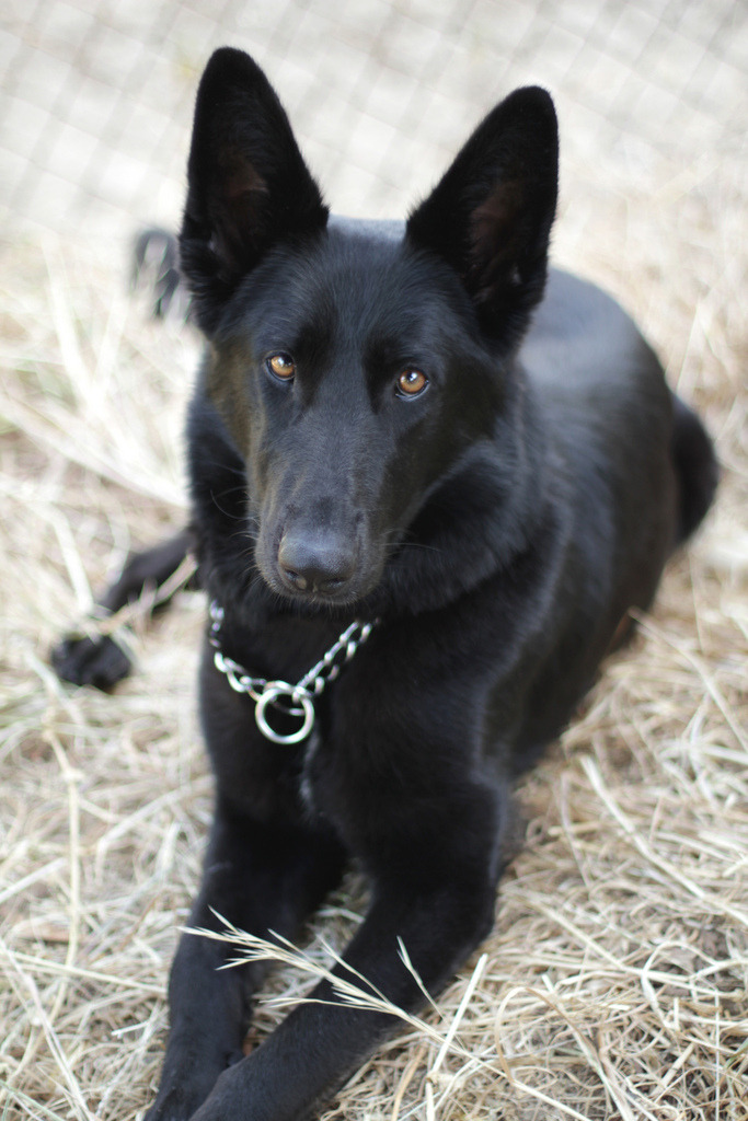 Year old german shepherd