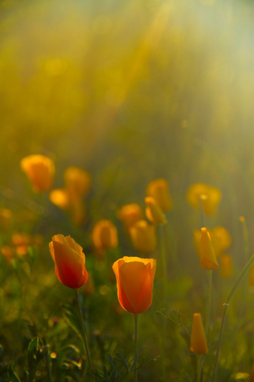 this-is-wild:  (via 500px / Spring Poppy by Saravana G)