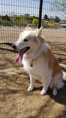 6woofs:  Happy tongue