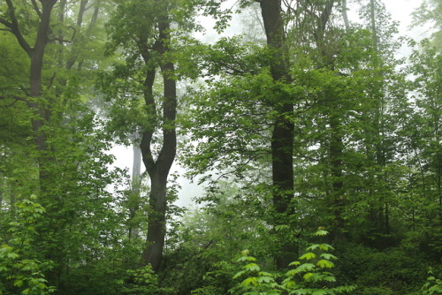 A foggy day at the local forest by 90377Instagram | Etsy Shop