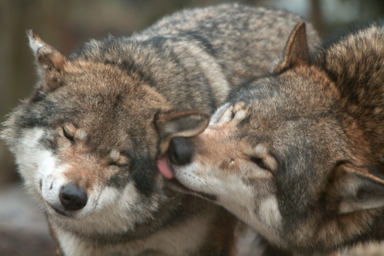 solo-un-chico-depresivo-mas:  “Los animales no tienen sentimientos, solo actúan