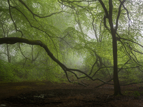 Creeping by Damian Ward Wendover, Buckinghamshire. twitter | 500px | behance | vsco | about.me