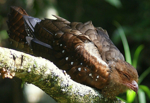 ainawgsd:OilbirdThe oilbird (Steatornis caripensis), locally known as the guácharo, is a bird specie