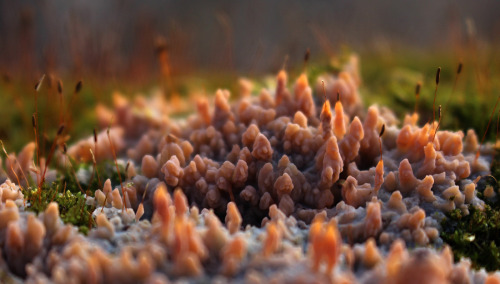 microcosmicobservations:Phlebia sp. crust fungus growing over moss12/15 in southern Wisconsin