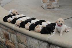 awwww-cute:  Piano Puppies (Source: http://ift.tt/1ENERdd)