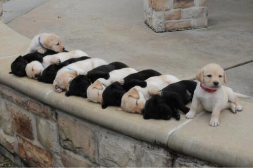 Porn Pics awwww-cute:  Piano Puppies (Source: http://ift.tt/1ENERdd)