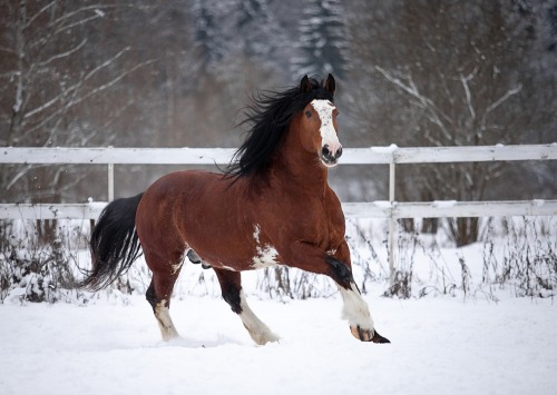 russianhorses:Vladimir Heavy Draft stallion Bezuprechniy (”Impeccable”)