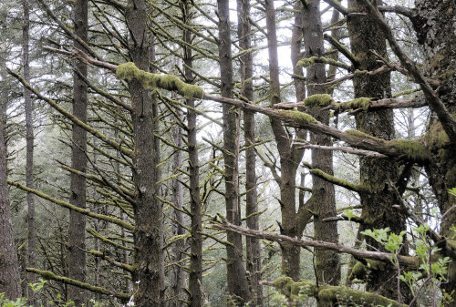 Forest and Fog, Mosses and Lichens by Stephen