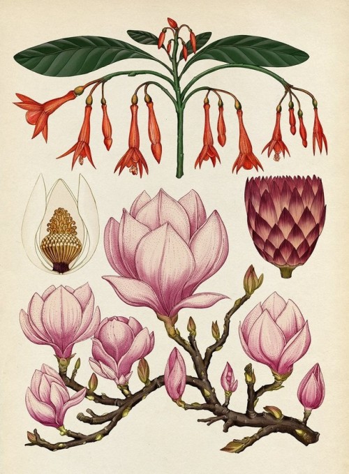 botanical-inspiration:Botanicumby Professor Katherine J. Willis, Kathy Willis, Katie Scott (Illustra