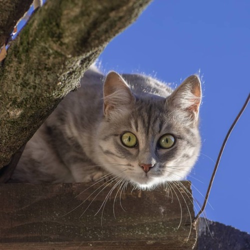 I see you www.youtube.com/c/WeMeow #cat #cats #wemeow #meow #catlife #cutecat #catlove #love