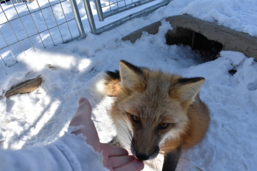 It’s been six years since I’ve first interacted with a rescued/tame fox, as of this December, and it