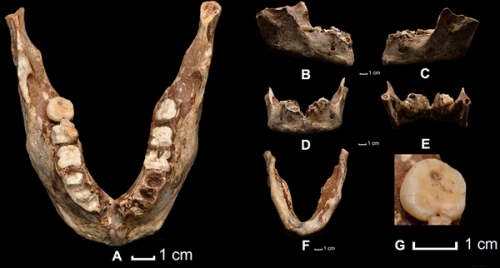 theolduvaigorge:Early Modern Humans and Morphological Variation in Southeast Asia: Fossil Evidence f