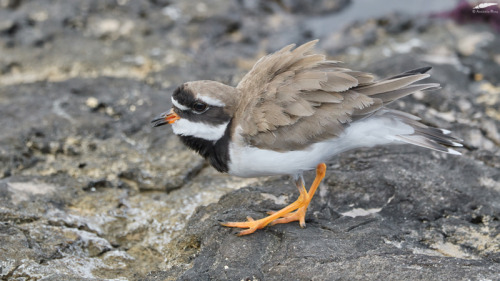 RInged Plover - Borrelho-grande-de-coleira (Charadrius hiaticula)Oeiras/Portugal (8/09/2021)[Nikon D