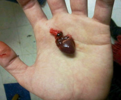  squirrel heart 