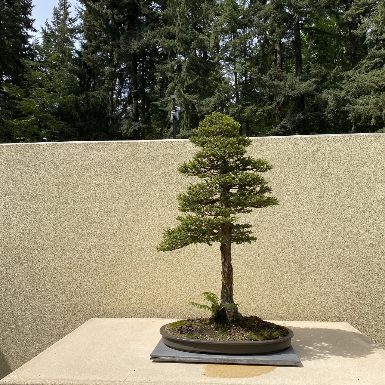 Bonsai Empire Some Photos We Made At The Pacific Bonsai Museum