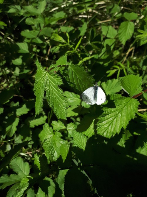 Cabbage white butterfly (Pieris rapae).