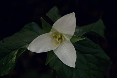 Trillium SeasonPortland, OregonMarch 2017Website