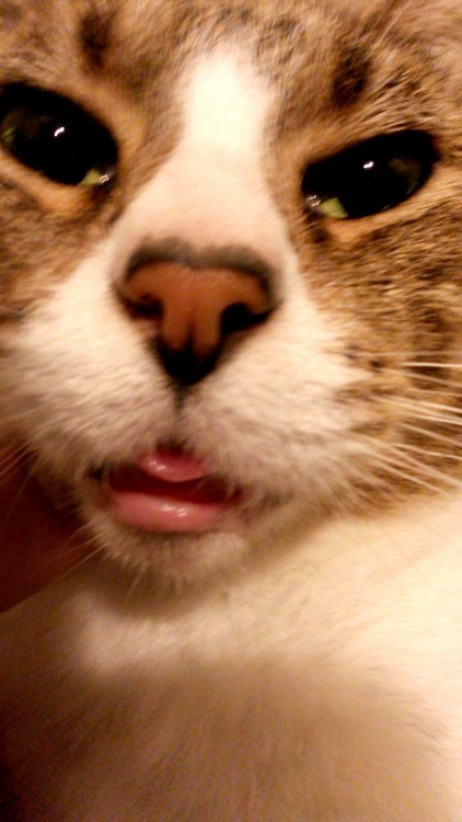 derpycats:  derpiest of the derp