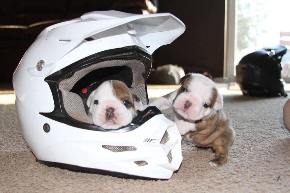 I need these babies