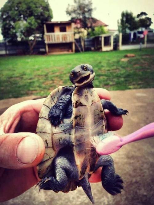 magicalnaturetour:  A tickled turtle :-)Source 
