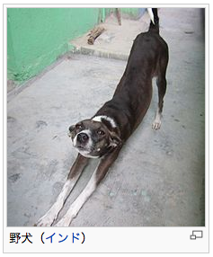 kogumarecord:  野犬 - Wikipedia