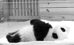 Giant Panda Photos porn pictures
