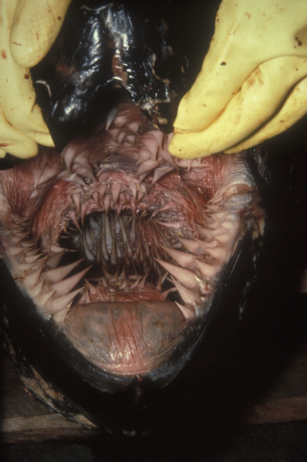 unexplained-events:  The inside of a leatherback turtle’s mouth
