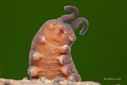 ianbrooks:Velvet Worm photos by Melvyn YeoThe Velvet Worm, or Onychophora, which are known for spewi