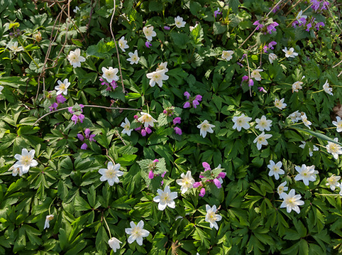 Lamium purpureum, Lamiaceae &amp; Anemone nemorosa, Ranuncolaceae I have already written ab