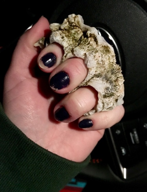 thecosmicjackalope:snakesandkittens:I picked up this trio of barnacles on the beach today because th