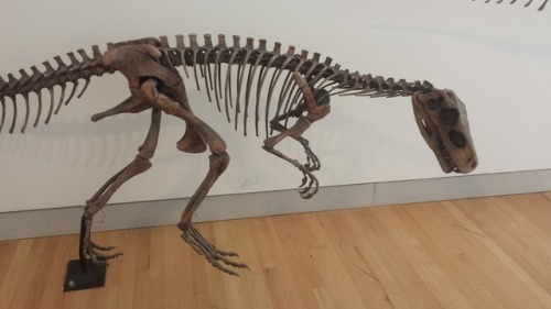 Ref Post 3! I Think That First One Might Be A Herrerasaurus. An Allosaurid Perhaps? Couple Of Angles
