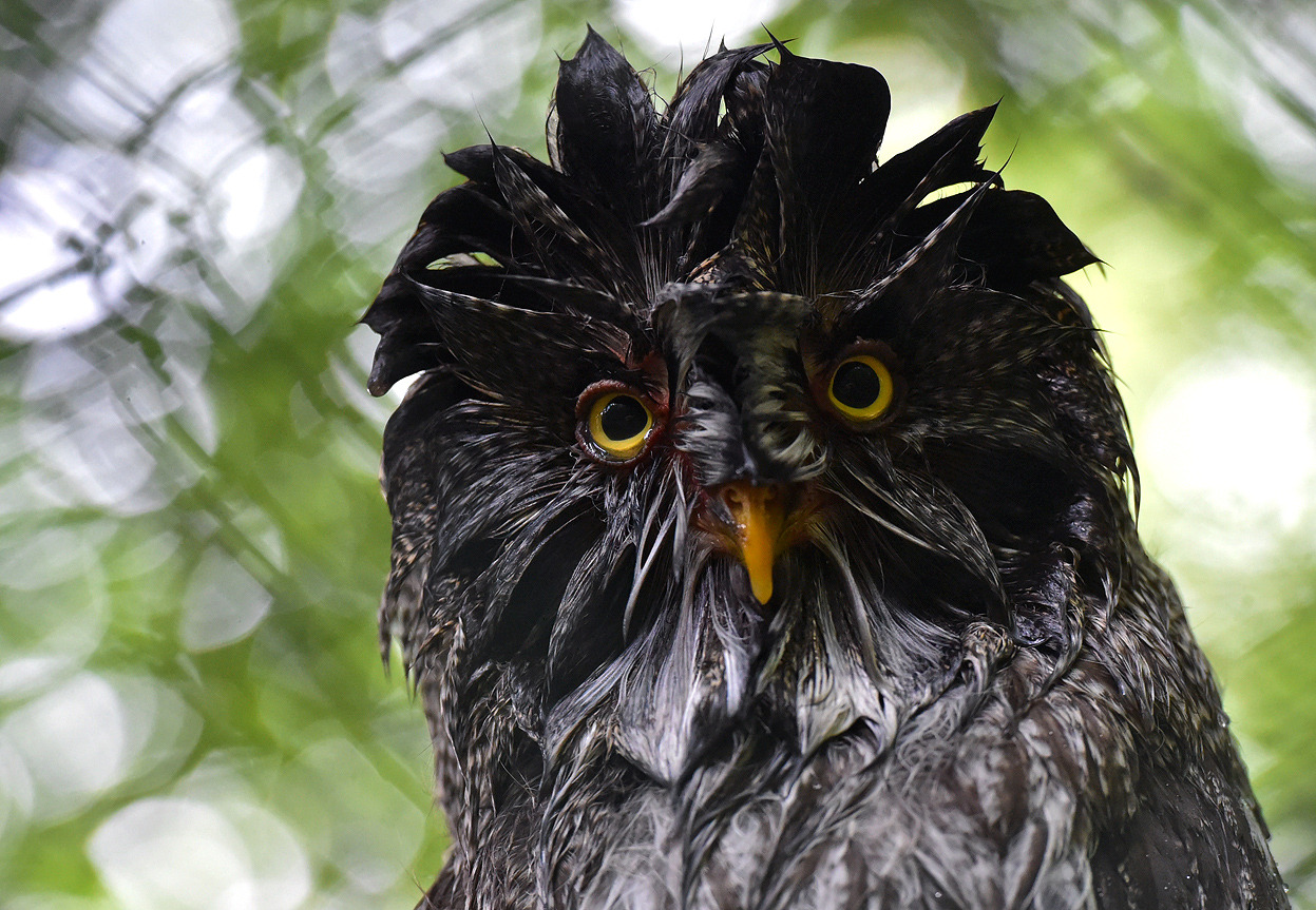 From Photos of the Week: 6/7-6/13, one of 35 photos. A wet owl, after a rainstorm, in a zoo in Eberswalde, Germany, on June 10, 2014. (Patrick Pleul/AFP/Getty Images)
