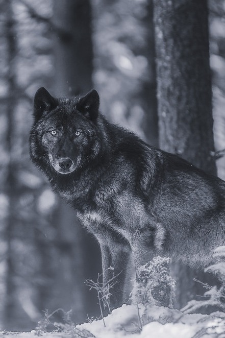 visualechoess:  spur6 bw  - (via) | VE