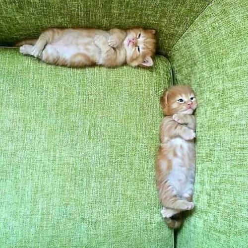 only-cute-animals:Sunday Mood Photo by: @yuriyuri4mamaFollow @sweetguests for more——&mda