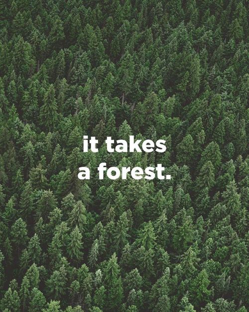 It takes a forest ⠀⠀⠀⠀⠀⠀⠀⠀⠀⠀⠀⠀⠀⠀⠀We’re not saying today, tomorrow, or even next week, but together w