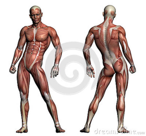 artiststoolbox:  bloochikin:  fucktonofanatomyreferences:  A generous fuck-ton of muscular male abdomen references. * As always with large images, you gotta reverse-image search ‘em to find the larger size. Sorry about that. It’s the most helpful