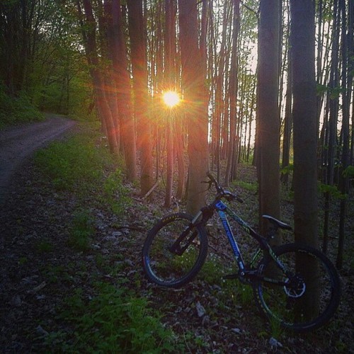 bikes-bridges-beer: #mtb #bike #mountainbike #bicycle #trees #forest #sunrise #biking #cycling