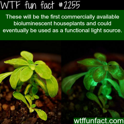 wtf-fun-factss:  Houseplants that glow - WTF fun facts