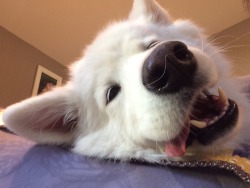 skookumthesamoyed:  Happy Side Tongue Tuesday!