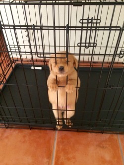awwww-cute:  Let me out of this kennel please!