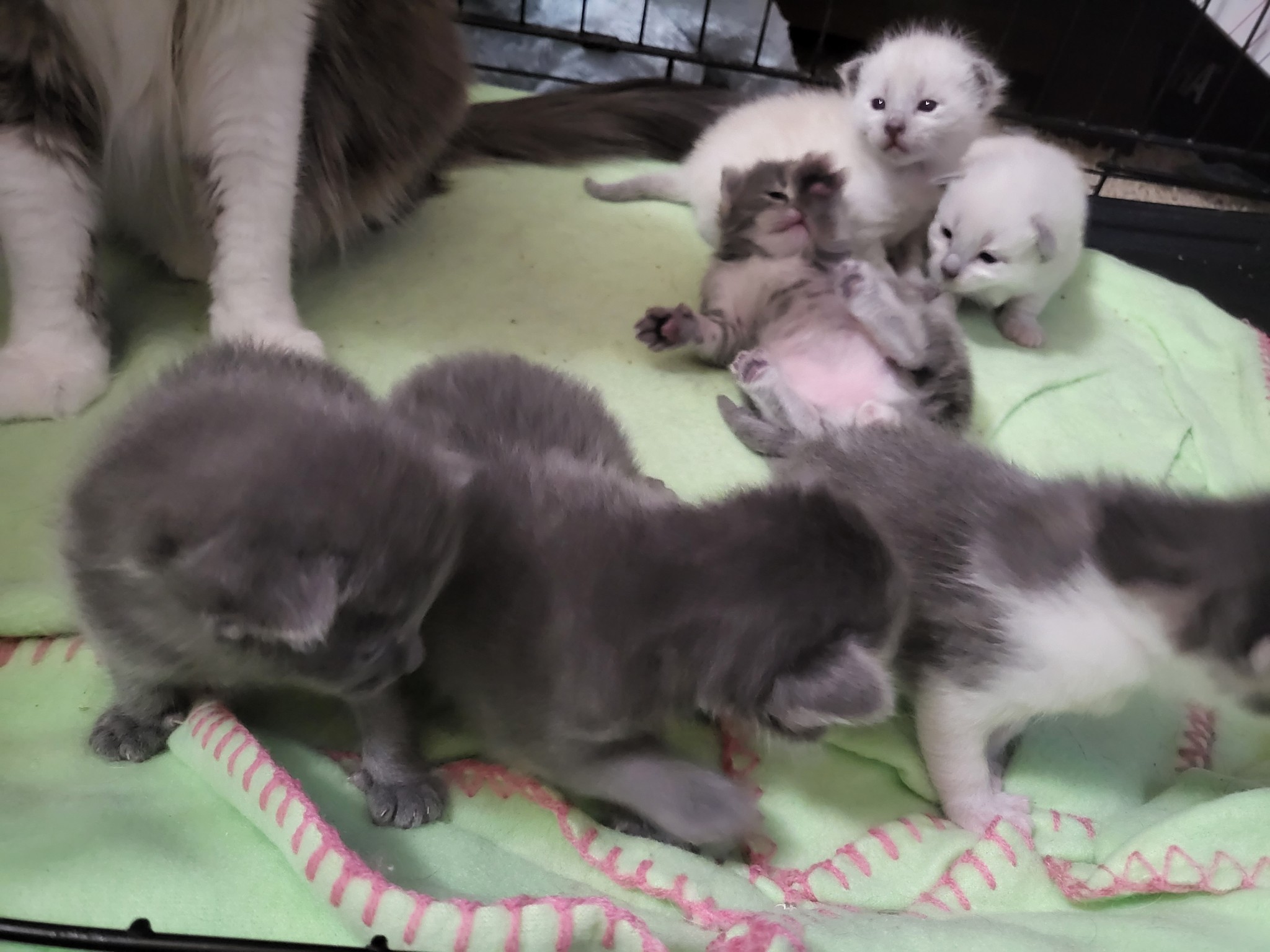 spookberry:I just wanna share more pics of the kittens cuz they fill my heart with so much love and joy