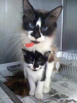 cybergata: (via I Work At An Animal Shelter, Today I Turned Around And Caught These Two Staring Me Down)     People Who Work With Animals Are Sharing Their Cutest Photos  Adopt all the kittehs! “  First Time Volunteering At A Shelter In A Long Time…