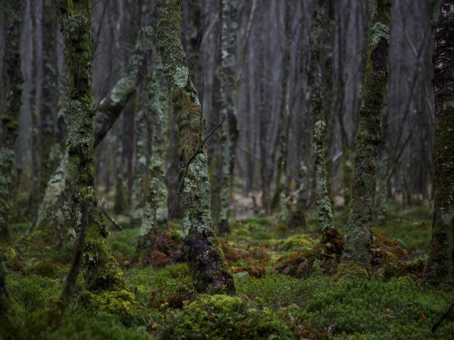 sublim-ature:  Glendalough, IrelandGrzegorz Wanowicz