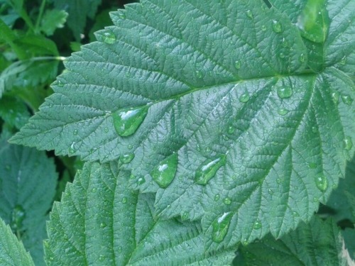 dxformed: it rained and the plants were happy 