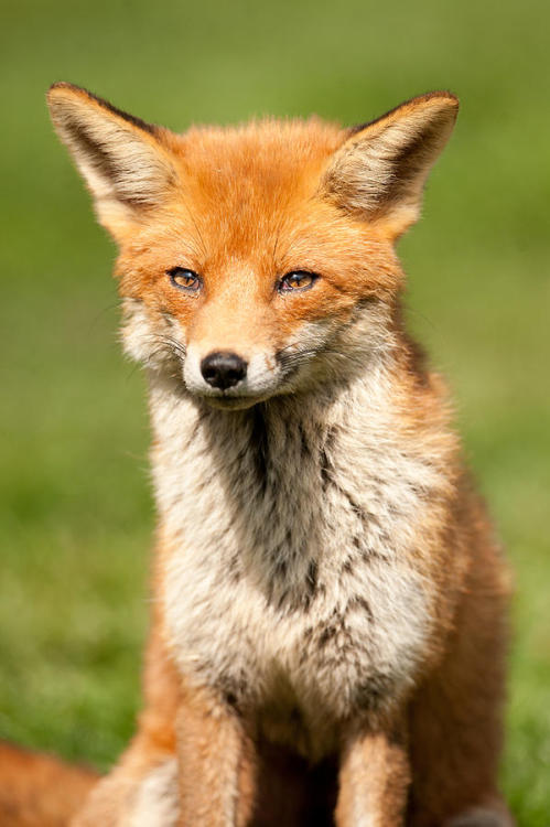 beautiful-wildlife:  A Juvenile Fox by Ben porn pictures
