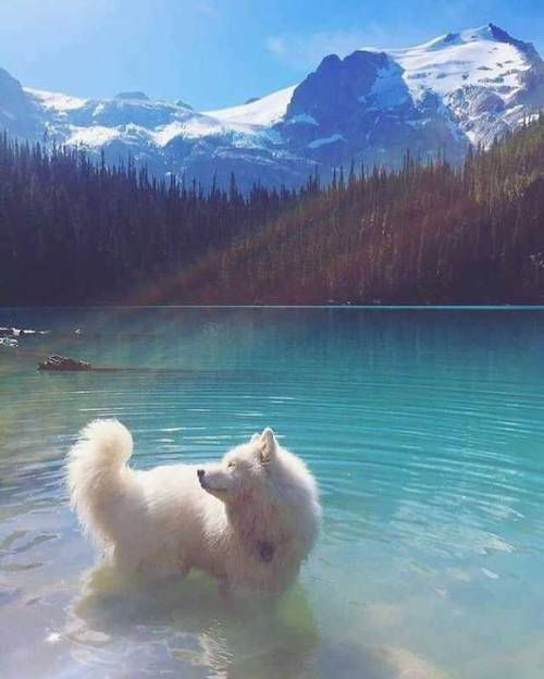 awwww-cute:  Most majestic Samoyed ever? (Source: https://ift.tt/2JTLFQD)