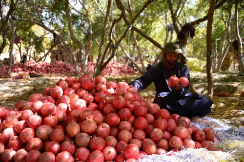 honeycoquelicot:Pomegranate harvest season in Afghanistan.Rudaw English ©