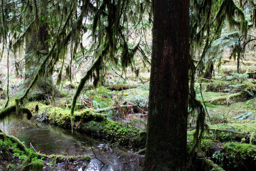 bright-witch:  🌺Arbor Wilds🌺 🌿 Print Shop 🌿 