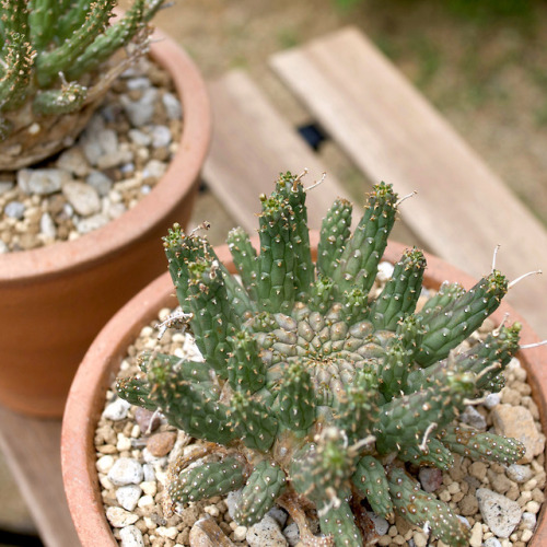 Euphorbia hopetownensis  Nel