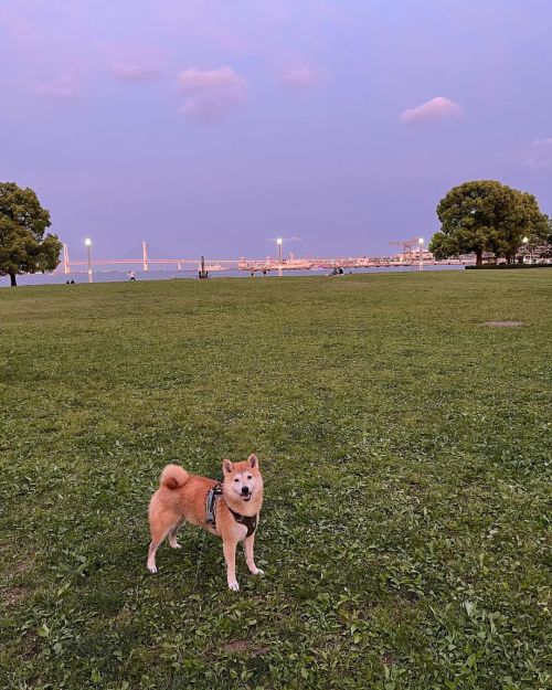 暮れてから行ったら広い公園完全に独り占め #shiba #shibainu #shibadog #しばいぬ #柴犬 #臨港パーク #めちゃくちゃ走った #贅沢すぎる https://www.insta